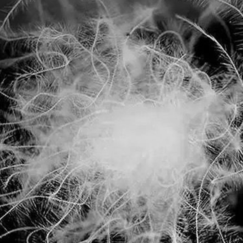 80 % ren hvid andedun 80 % ren hvid andedun