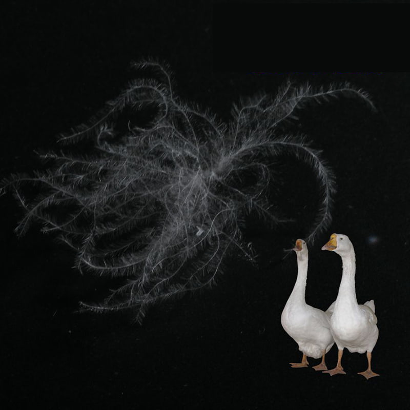 80 % ren hvid andedun 80 % ren hvid andedun